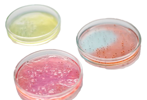 Nutriplate Fertignährböden Sabouraud 2% Glucose Agar - 4x 5 Stück